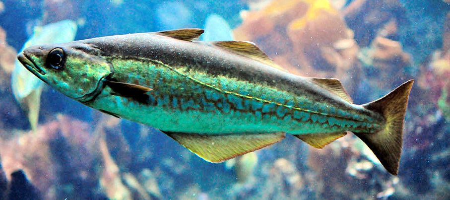 Pollachius pollachius_924